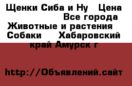 Щенки Сиба и Ну › Цена ­ 35000-85000 - Все города Животные и растения » Собаки   . Хабаровский край,Амурск г.